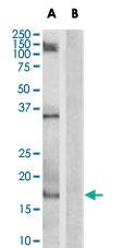 Anti-AIF1 Goat Polyclonal Antibody