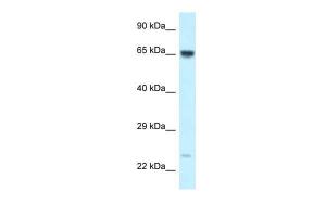 Anti-CTNNBL1 Rabbit Polyclonal Antibody