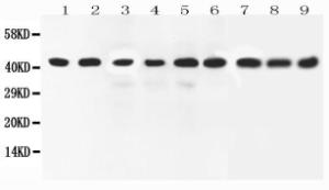 Anti-ERK2 Rabbit Polyclonal Antibody