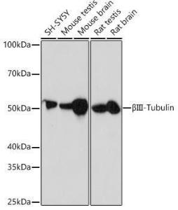 Western blot analysis of extracts of various cell lines, using Anti-beta III Tubulin Antibody [ARC0456] (A309019) at 1:1,000 dilution The secondary antibody was Goat Anti-Rabbit IgG H&L Antibody (HRP) at 1:10,000 dilution Lysates/proteins were present at 25 µg per lane