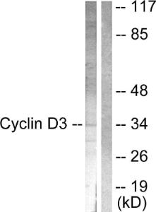 Anti-Cyclin D3 Rabbit Polyclonal Antibody