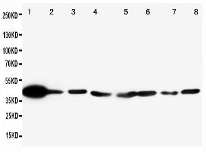 Anti-ERK2 Rabbit Polyclonal Antibody