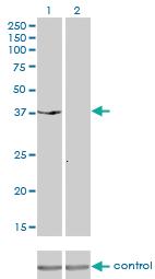 Anti-DUSP6 Mouse Monoclonal Antibody [clone: 3G2]