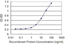 Anti-RASSF9 Mouse Monoclonal Antibody [clone: 2F8]