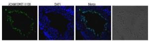 Anti-ADAM1B Antibod