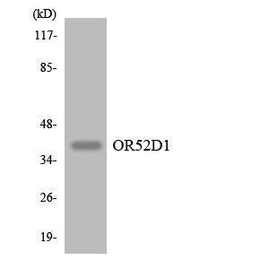 Western blot analysis of the lysates from HepG2 cells using Anti-OR52D1 Antibody