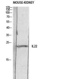 Anti-IL22 Rabbit Polyclonal Antibody