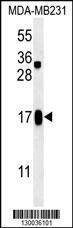 Anti-SMIM14 Rabbit Polyclonal Antibody (FITC (Fluorescein Isothiocyanate))