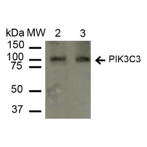 Anti-VPS34 Rabbit Polyclonal Antibody