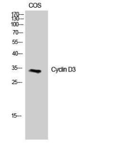 Anti-Cyclin D3 Rabbit Polyclonal Antibody