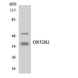 Western blot analysis of the lysates from HepG2 cells using Anti-OR52B2 Antibody