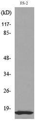 Western blot analysis of lysate from ES 2 cells using Anti-IL1B Antibody