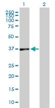 Anti-DUSP7 Mouse Polyclonal Antibody