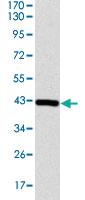 Anti-COTL1 Mouse Monoclonal Antibody [clone: 5C8]