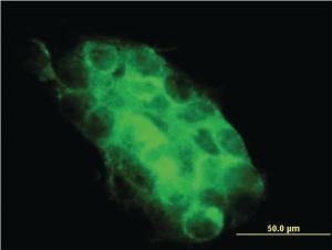 Anti-USP31 Mouse Monoclonal Antibody [clone: 3B6]