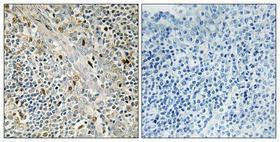 Anti-Cyclin D3 Rabbit Polyclonal Antibody