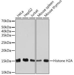 Western blot analysis of extracts of various cell lines, using Anti-Histone H2A Antibody [ARC2072] (A307778) at 1:1,000 dilution The secondary antibody was Goat Anti-Rabbit IgG H&L Antibody (HRP) at 1:10,000 dilution Lysates/proteins were present at 25 µg per lane