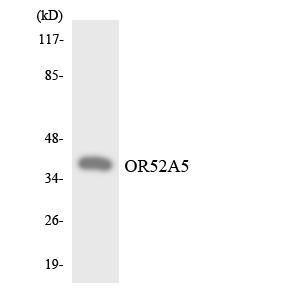 Western blot analysis of the lysates from HepG2 cells using Anti-OR52A5 Antibody