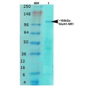 Western blot analysis of rat brain membrane lysate showing detection of NMDAR1 NMDA receptor protein using Anti-NMDAR1 Antibody [S308-48] (A304953) at 1:1000