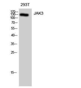 Western blot analysis of 293T cells using Anti-JAK3 Antibody