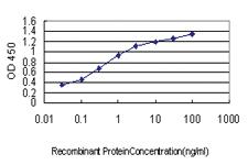 Anti-USP31 Mouse Monoclonal Antibody [clone: 3B6]