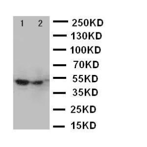 Anti-FOXP3 Rabbit Polyclonal Antibody