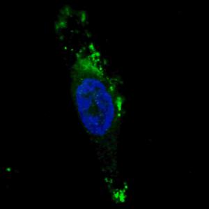 Anti-ATG12 Rabbit Polyclonal Antibody