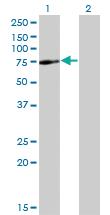 Anti-SPAG8 Mouse Monoclonal Antibody [clone: 2F12]