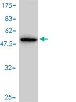 Anti-ZFHX3 Mouse Polyclonal Antibody