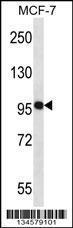 Anti-NEDD9 Rabbit Polyclonal Antibody (HRP (Horseradish Peroxidase))