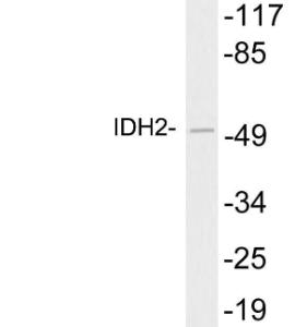 Western blot analysis of lysates from Caki 1 cells using Anti-IDH2 Antibody