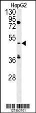 Anti-CLNK Rabbit Polyclonal Antibody (PE (Phycoerythrin))