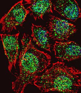 Anti-TSHZ2 Rabbit Polyclonal Antibody (APC (Allophycocyanin))