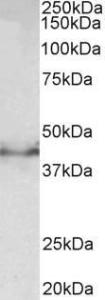 Anti-Dcx Antibody (A83041) (05 µg/ml) staining of Mouse fetal Brain lysate (35 µg protein in RIPA buffer) Detected by chemiluminescence