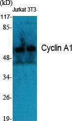 Antibody anti-cyclin A1 100 µg