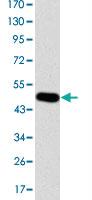 Anti-CRK Mouse Monoclonal Antibody [clone: 3G11C1]