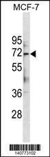 Anti-ATG13 Rabbit Polyclonal Antibody (APC (Allophycocyanin))