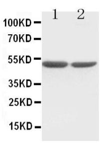 Anti-c-Fos Rabbit Polyclonal Antibody