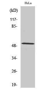 Antibody anti-cyclin A1 100 µg