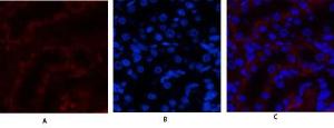 Immunofluorescence analysis of rat kidney tissue using Anti-JAK3 Antibody (red) at 1:200 (4°C overnight) Cy3 labelled secondary antibody was used at 1:300 (RT 50min) Panel A: Target Panel B: DAPI Panel C: Merge