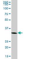 Anti-C1GALT1C1 Mouse Polyclonal Antibody