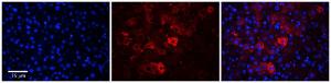 Anti-EEA1 Rabbit Polyclonal Antibody