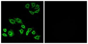 Anti-RHOH Rabbit Polyclonal Antibody