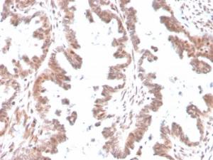 Immunohistochemical analysis of formalin-fixed, paraffin-embedded human ovary using Anti-GDF9 Antibody [GDF9/4261]