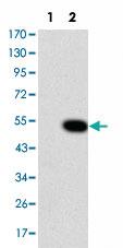 Anti-CRK Mouse Monoclonal Antibody [clone: 3G11C1]