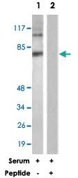 Anti-DAXX Rabbit Polyclonal Antibody