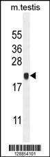 Anti-C4orf46 Rabbit Polyclonal Antibody (HRP (Horseradish Peroxidase))