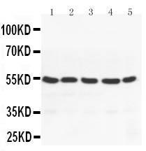 Anti-PPAR gamma Rabbit Polyclonal Antibody