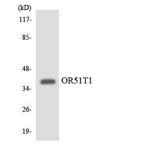 Western blot analysis of the lysates from K562 cells using Anti-OR51T1 Antibody