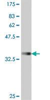 Anti-LRRK2 Mouse Polyclonal Antibody